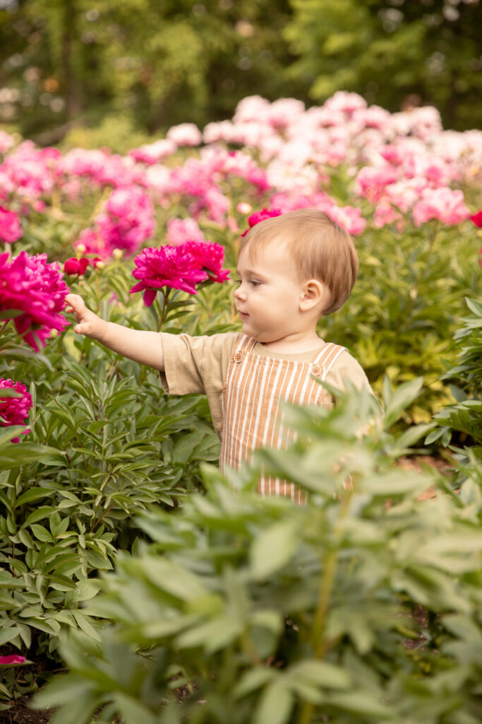 toddler boy reaches out for bright pink peony at nichols arboretum in ann arbor michigan