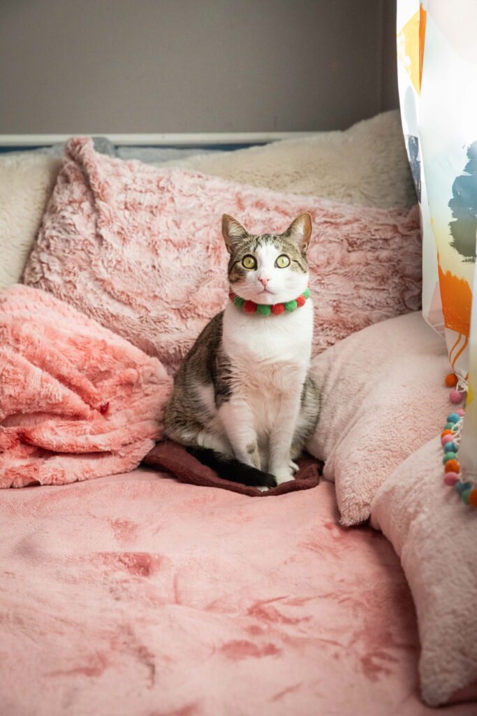 cat sits on pink fur blanket with pink fur pillows around and looks directly at camera