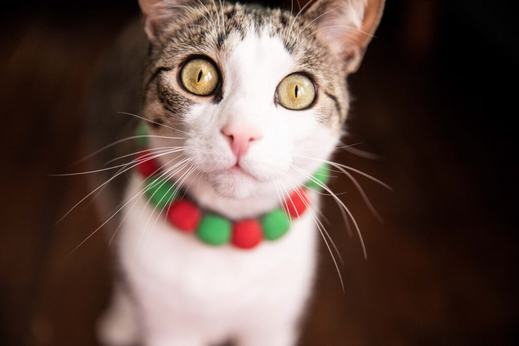 close up of a cat with red and green pompom collar