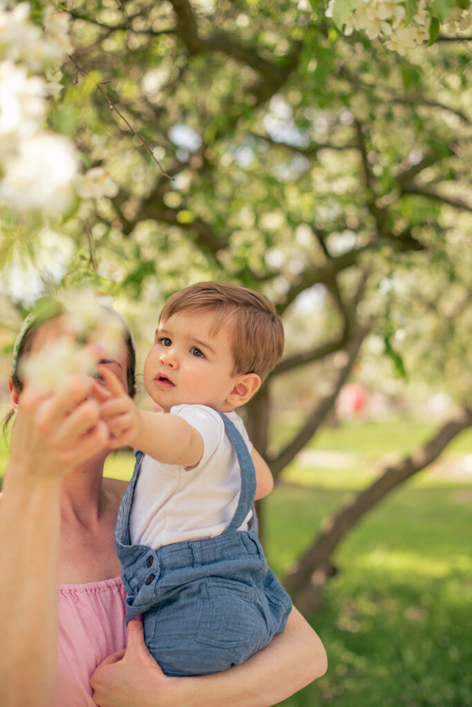 Toddler boy in mother's arms reaches towards apple blossom in spring