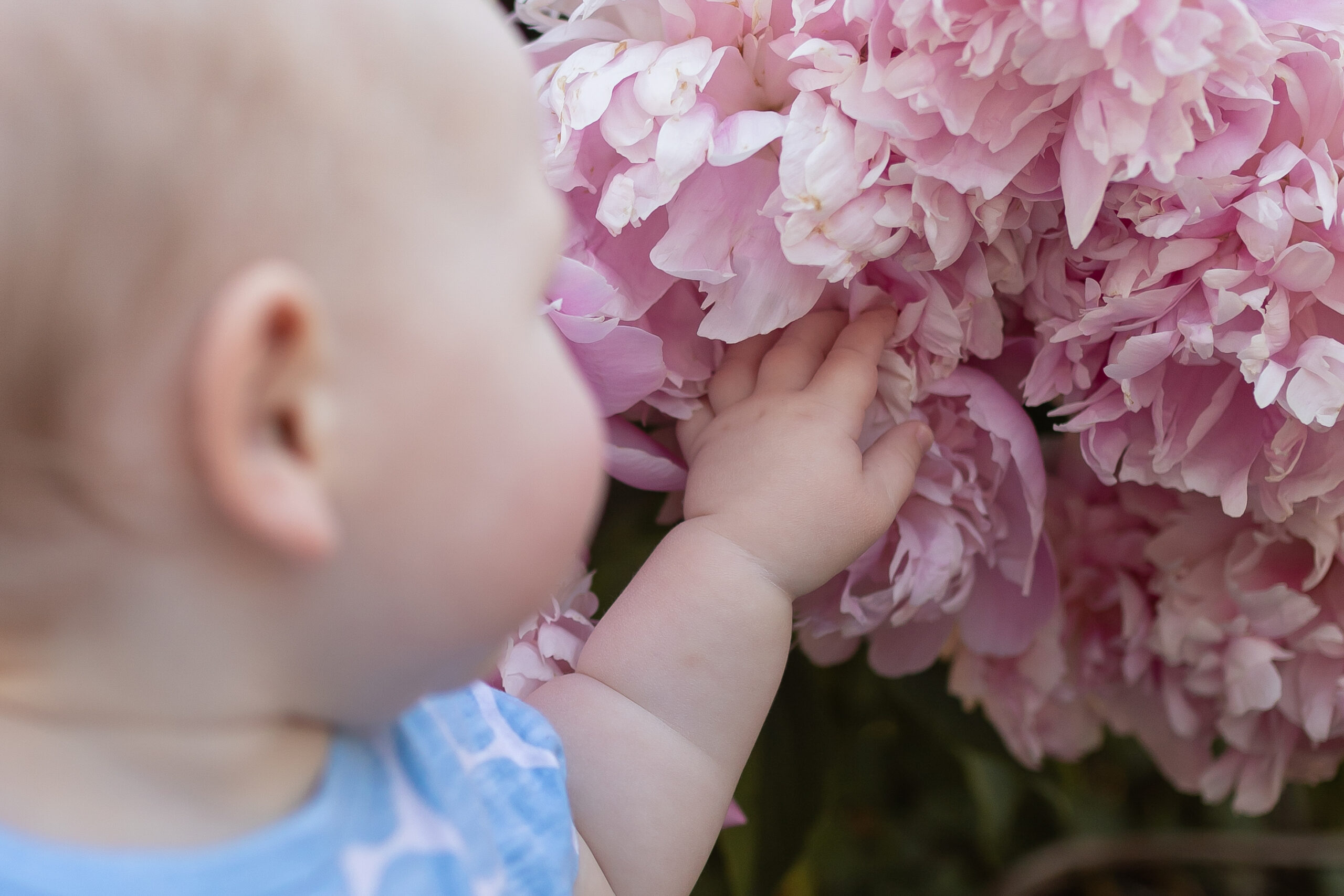 baby turns away from camera and reaches out to touch a bunch of light pink peony flowers at the peony garden in the arb