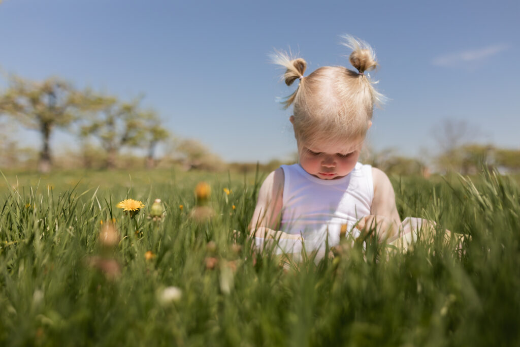 toddler girl sits in tall spring grass with dandelions around at apple orchard with spring blossoms