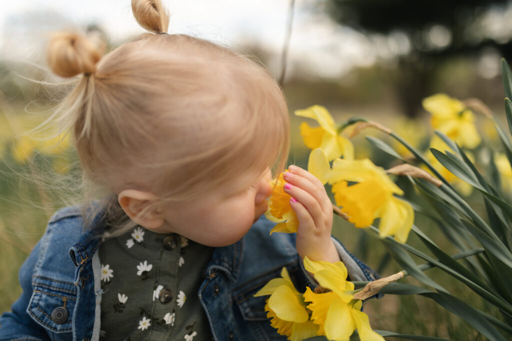 Toddler girl leans over to smell a daffodil in a field of daffodils