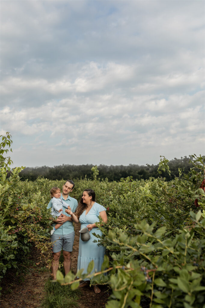 family of three with young toddler son walk through rows of blueberry farm in dexter michigan
