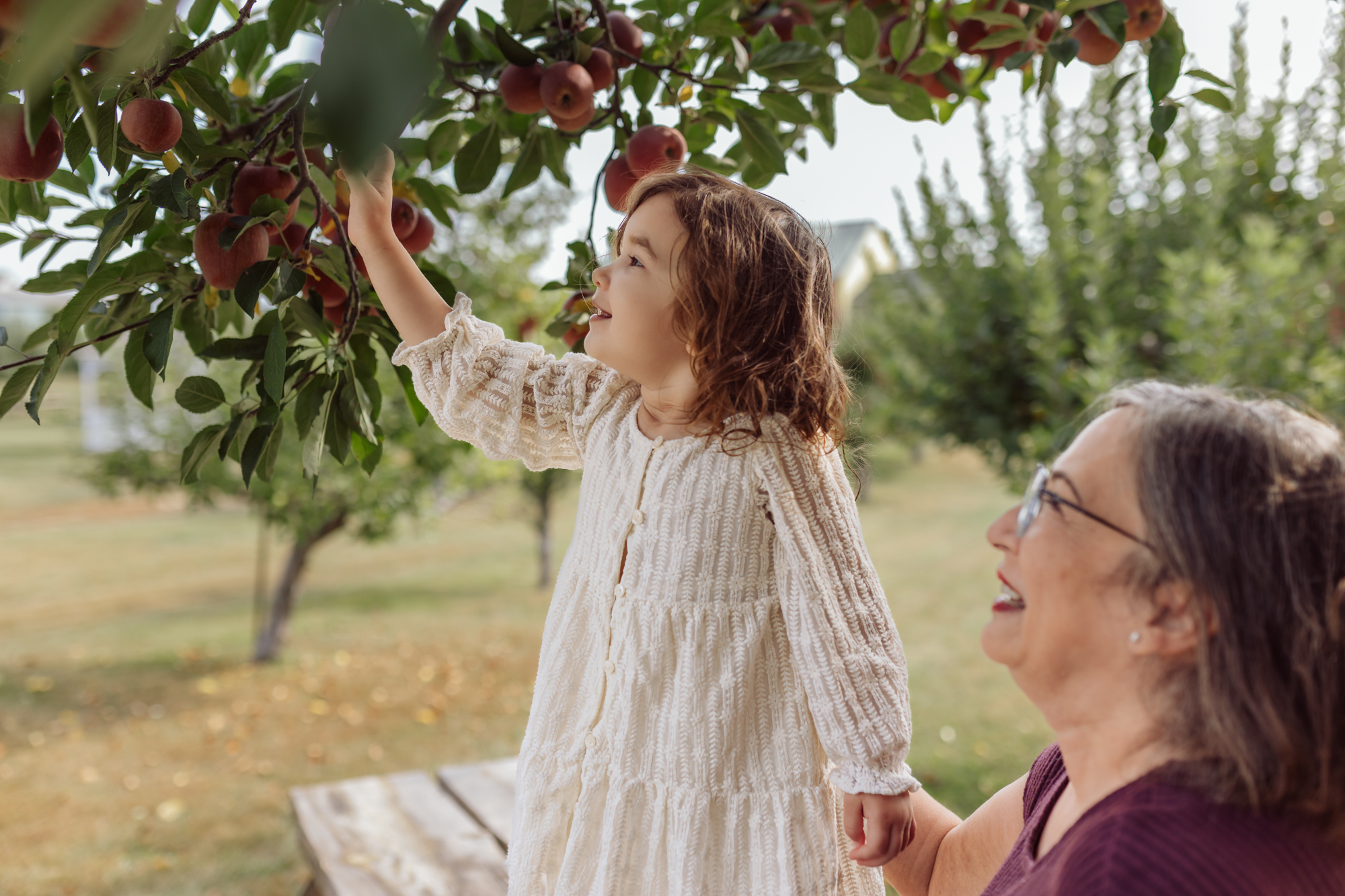 A young girl in a cream textured dress reaches up to pick apples from a tree at Alber Orchard in Manchester, Michigan, smiling beside her grandmother during a cozy fall family photo session by Emmy & Ollie Photography