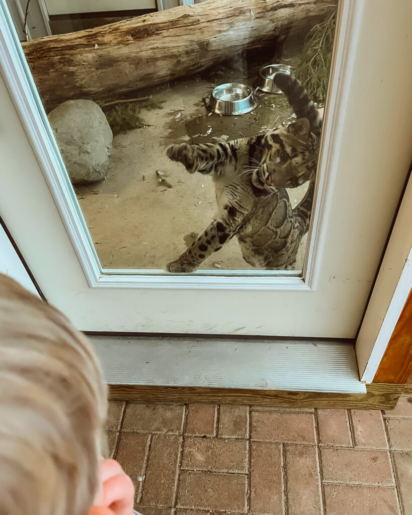 sky leopard plays against window door as toddler boy looks on at creature conservancy in ann arbor michigan